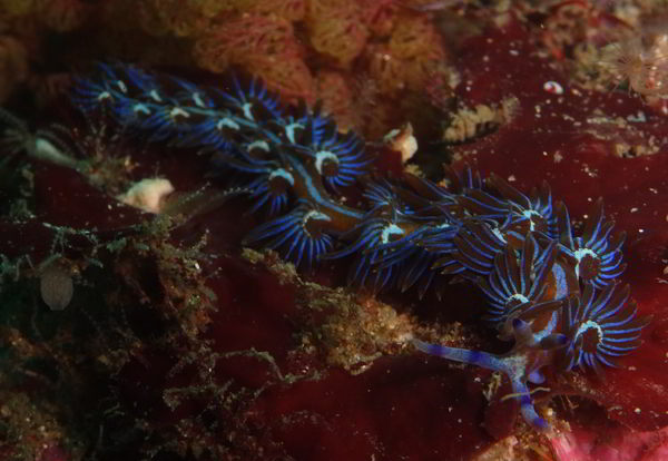Orange Nudibranch